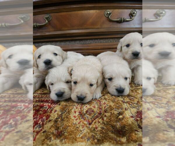 Medium Photo #7 English Cream Golden Retriever Puppy For Sale in SACRAMENTO, CA, USA
