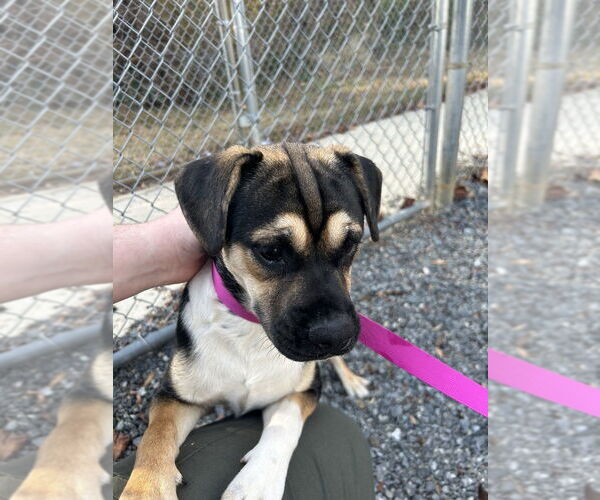 Medium Photo #4 Puggle Puppy For Sale in Mooresville, NC, USA