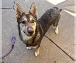 Gerberian Shepsky Dogs for adoption in Martinez, CA, USA
