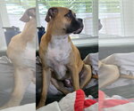 Small Boxer