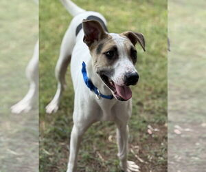 Horus - Male Lab-Pointer Dog for Adoption - Photo #3
