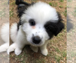 Anatolian Pyrenees Dogs for adoption in Holly Springs, NC, USA
