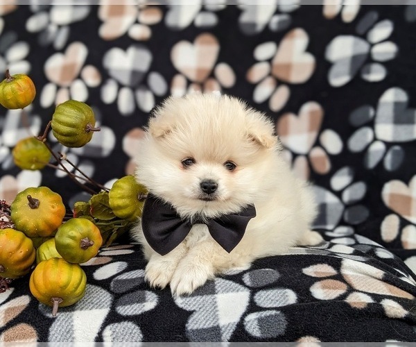 Medium Photo #6 Pomeranian Puppy For Sale in LINCOLN UNIVERSITY, PA, USA