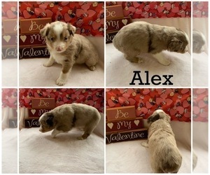 Australian Shepherd Puppy for sale in STARK CITY, MO, USA