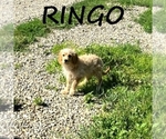 Small #1 Cavapoo