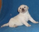 Small Photo #10 Labrador Retriever Puppy For Sale in CALIENTE, CA, USA
