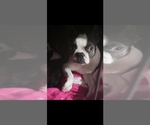Small Photo #1 Boston Terrier Puppy For Sale in SUGAR LAND, TX, USA