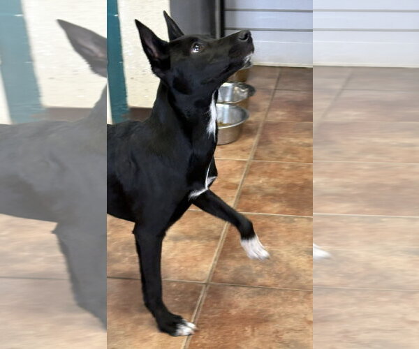 Medium Photo #1 Labrador Retriever Puppy For Sale in Amarillo, TX, USA