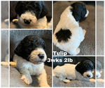 Small Photo #2 Poodle (Standard) Puppy For Sale in LAKEVILLE, IN, USA