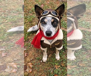 Mutt Dogs for adoption in Westwood, NJ, USA