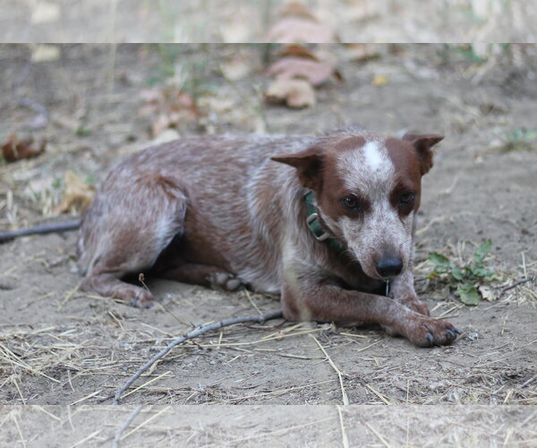 Medium Photo #1 Mutt Puppy For Sale in Paso Robles, CA, USA