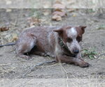 Frankie - Female Mutt Dog for Adoption - Small photo