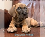Image preview for Ad Listing. Nickname: Litter of 7