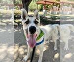 Small #1 German Shepherd Dog-Siberian Husky Mix