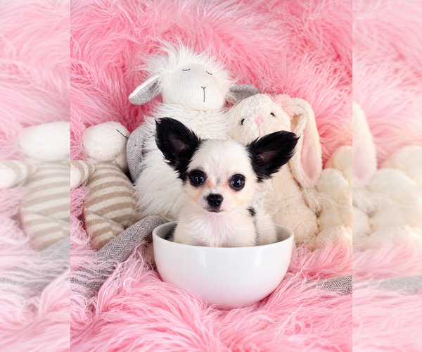 Medium Photo #9 Chihuahua Puppy For Sale in ORLANDO, FL, USA