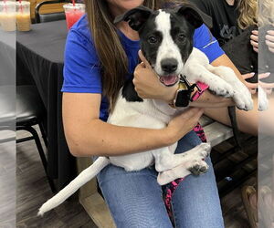 Pointer-Unknown Mix Dogs for adoption in Minneapolis, MN, USA