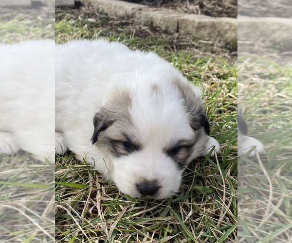 Medium Photo #1 Great Pyrenees Puppy For Sale in HUBBARD, IA, USA