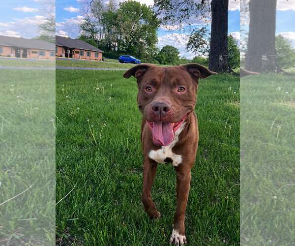 Medium Photo #1 Mutt Puppy For Sale in Martinsburg, WV, USA