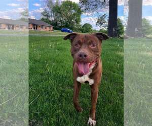 Mutt Dogs for adoption in Martinsburg, WV, USA