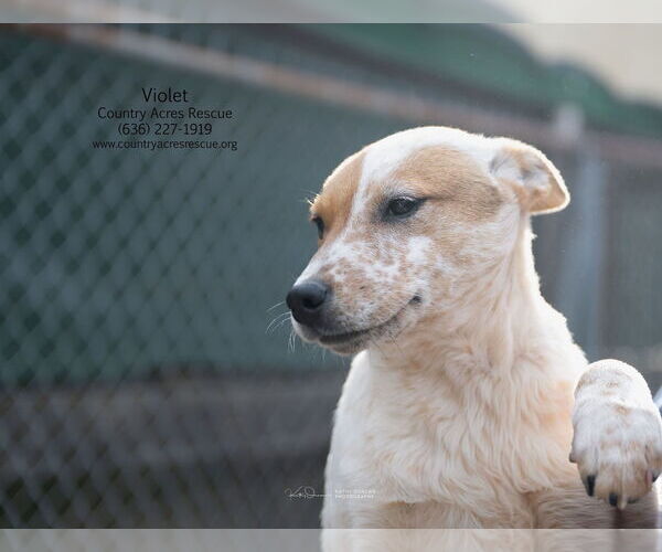 Medium Photo #2 Mutt Puppy For Sale in Manchester, MO, USA