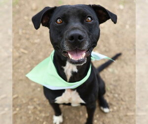 American Staffordshire Terrier-Unknown Mix Dogs for adoption in San Antonio, TX, USA