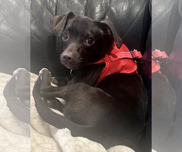 Medium Photo #2 Chiweenie Puppy For Sale in Corona, CA, USA