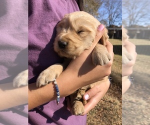 Golden Retriever Puppy for sale in LA VERGNE, TN, USA