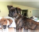 Small Photo #7 Papshund Puppy For Sale in Palatka, FL, USA