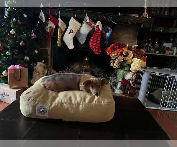 Medium Photo #1 Dachshund Puppy For Sale in York, SC, USA