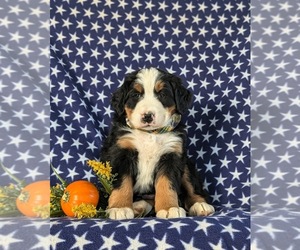 Bernese Mountain Dog Puppy for sale in NEW HOLLAND, PA, USA