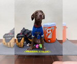 Small Labrador Retriever Mix