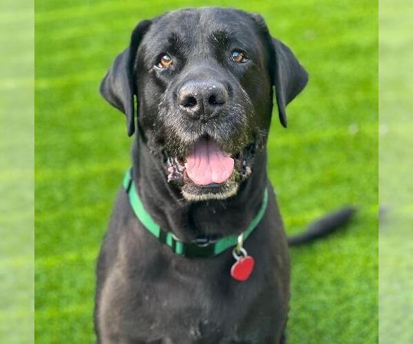 Medium Photo #4 Labrador Retriever Puppy For Sale in San Diego, CA, USA
