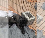 Small Photo #4 Labrador Retriever-Unknown Mix Puppy For Sale in SHERBURNE, NY, USA