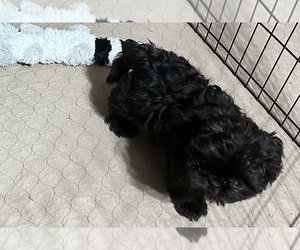 Shih Tzu Puppy for sale in GLOUCESTER, VA, USA