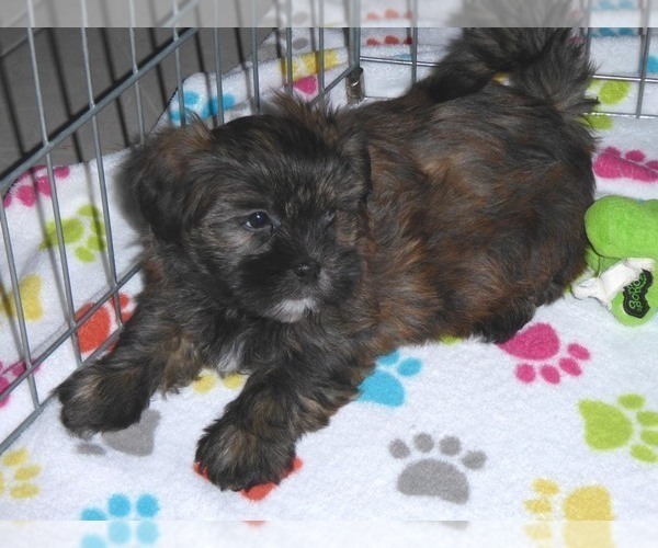 Medium Photo #4 Shorkie Tzu Puppy For Sale in ORO VALLEY, AZ, USA