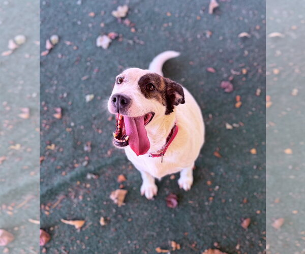 Medium Photo #2 Mutt Puppy For Sale in Clarkesville, GA, USA