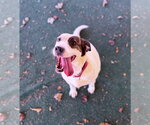 Small Photo #2 Mutt Puppy For Sale in Clarkesville, GA, USA