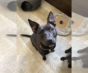 American Pit Bull Terrier-Chihuahua Mix Dogs for adoption in San Diego, CA, USA