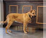Small #1 German Shepherd Dog-Great Pyrenees Mix