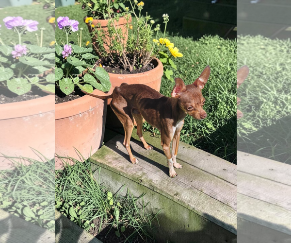 Medium Photo #6 Chihuahua Puppy For Sale in McKinney, TX, USA