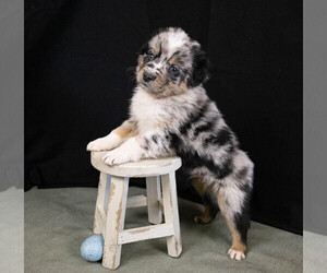 Australian Shepherd Puppy for Sale in HEDRICK, Iowa USA