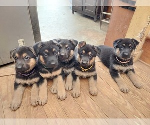 German Shepherd Dog Puppy for sale in MONROE, NC, USA