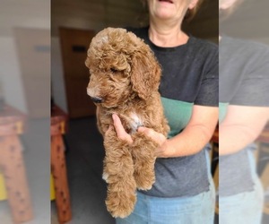 Poodle (Standard) Puppy for sale in WAGENER, SC, USA