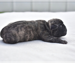 Small #6 Pug