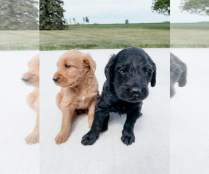 Labradoodle Puppy for sale in SIDNEY, OH, USA