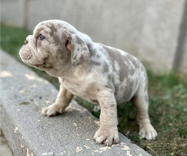 Medium Photo #7 English Bulldog Puppy For Sale in ENCINO, CA, USA