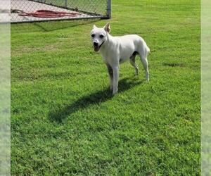 Chihuahua-Unknown Mix Dogs for adoption in Corpus Christi, TX, USA