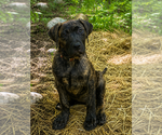Image preview for Ad Listing. Nickname: Athena