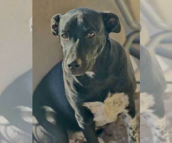 Medium Photo #13 Mutt Puppy For Sale in Sandy, UT, USA