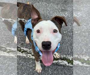 Milo - Male Mutt Dog for Adoption - Photo #2